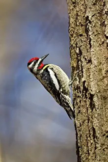 Sphyrapicus: Yellow-bellied Sapsucker