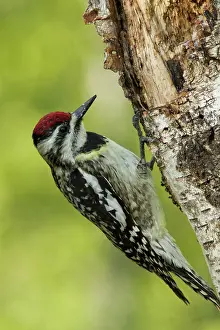 Yellowbellied: Yellow-bellied Sapsucker