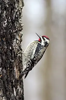 Yellowbellied: Yellow-bellied Sapsucker