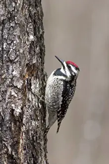 Yellowbellied: Yellow-bellied Sapsucker