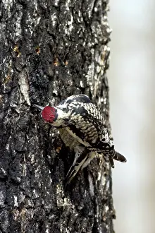 Yellowbellied: Yellow-bellied Sapsucker