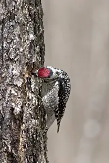 Yellowbellied: Yellow-bellied Sapsucker
