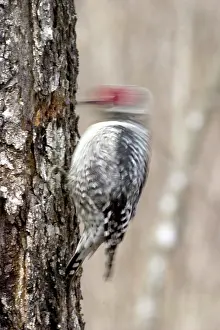 Drilling: Yellow-bellied Sapsucker