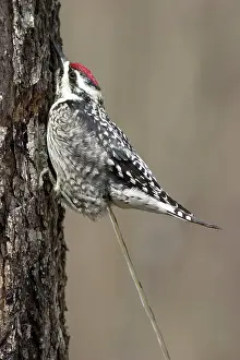 Yellowbellied: Yellow-bellied Sapsucker