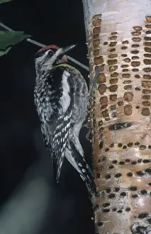 Yellowbellied: Yellow-bellied Sapsucker