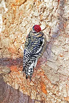 Sphyrapicus: Yellow-bellied Sapsucker - Immature bird in it's