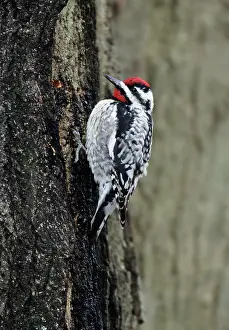 Sapsucker: Yellow-bellied Sapsucker - at sap well