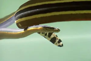 Yellow-bellied sea snake