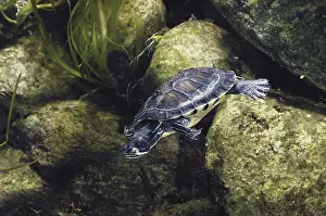 Emydidae: Yellow-bellied Slider