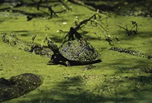 Sunning: Yellow-bellied Slider