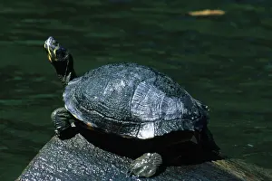 Sunning: Yellow-Bellied Slider