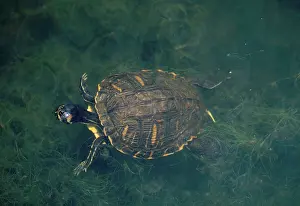 Chelonian: Yellow Bellied Slider