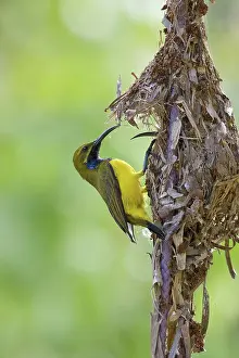 Nectarinia: Yellow-bellied Sunbird