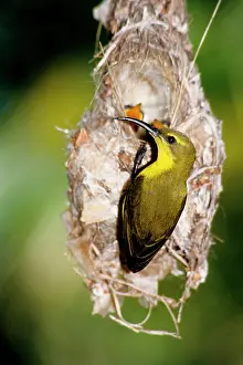 Townsville: Yellow-bellied sunbird (Nectarinia jugularis)