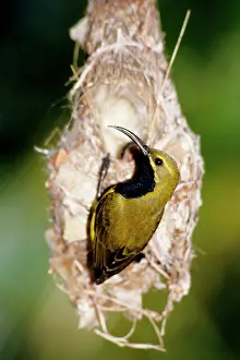 Townsville: Yellow-bellied sunbird (Nectarinia jugularis)