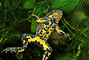 Bombina: Yellow-bellied Toad