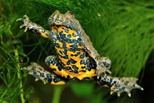 Yellow-bellied Toad