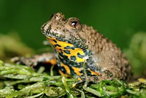 Bombina: Yellow-bellied Toad