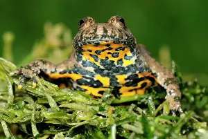 Bombina: Yellow-bellied Toad