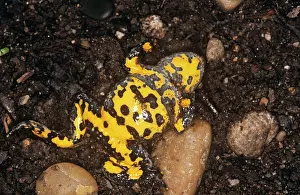 Bellies: Yellow-bellied TOAD