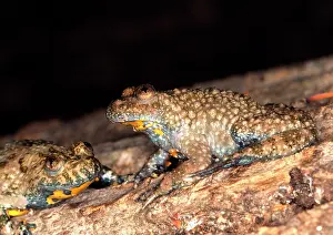 Bombina: Yellow-bellied Toad