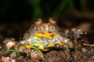 Bombina: Yellow-bellied Toad