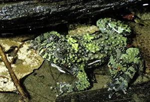 Variegata: Yellow-Bellied Toad