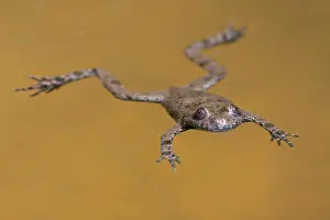 Variegata: Yellow-bellied Toad