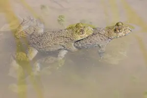 Copula: Yellow-bellied Toad