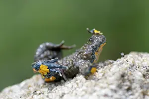 Toad: Yellow-bellied Toad