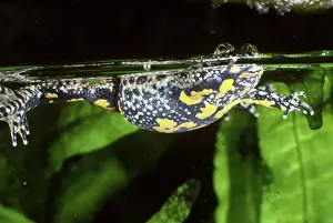 Variegata: Yellow-bellied Toad (Bombina variegata)