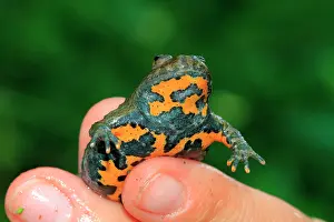 Variegata: Yellow-bellied Toad (Bombina variegata) hanging