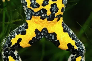 Bombina: Yellow-bellied Toad - close-up of underside