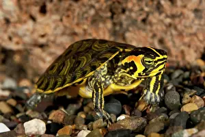 Chelonian: Yellow Bellied Turtle, Chrysemys scripta