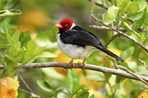 Paroaria: Yellow-billed Cardinal