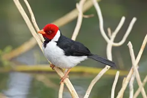 Paroaria: Yellow-billed Cardinal