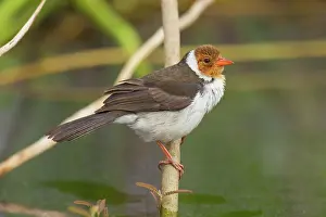 Paroaria: Yellow-billed Cardinal