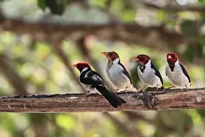 Paroaria: Yellow-billed Cardinal