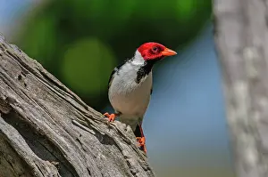250521: Yellow-billed Cardinal, Pantanal Wetlands, Mato