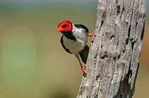 Cardinals: Yellow-billed Cardinal, Pantanal Wetlands, Mato