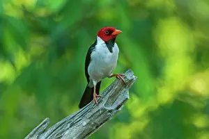 Cardinals: Yellow-billed Cardinal, Pantanal Wetlands, Mato
