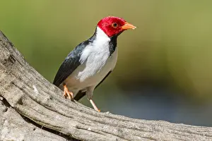 Stan: Yellow-billed Cardinal (Paroaria capitata) stan