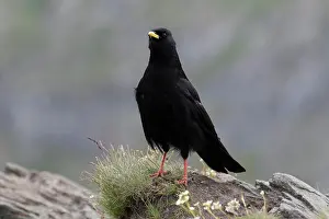 Hohe: Yellow-billed Chough, Alpine Chough - adult bird in the Hohe
