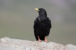 Hohe: Yellow-billed Chough, Alpine Chough - adult bird in the Hohe