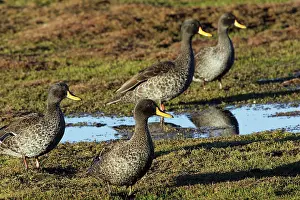 Puddles: Yellow-billed Duck