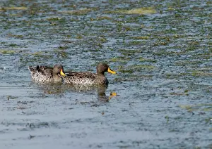 Undulata: Yellow-billed Duck