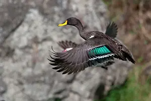 Undulata: Yellow-billed Duck