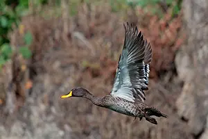 Undulata: Yellow-billed Duck