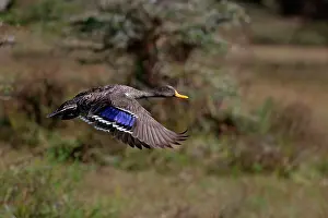 Undulata: Yellow-billed Duck