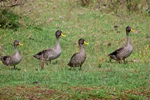 Undulata: Yellow-billed Duck